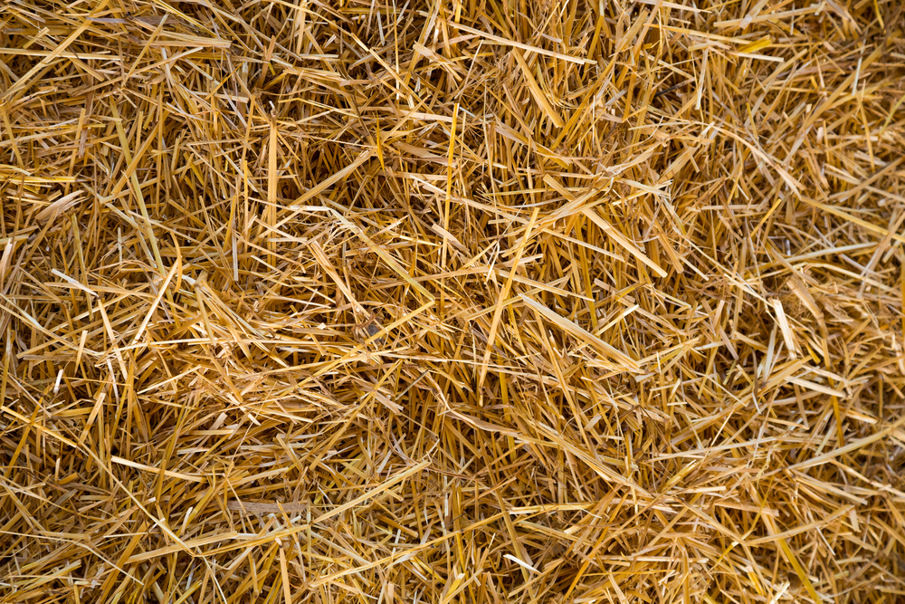 Abstract,Texture,Of,Straw,Or,Hay.