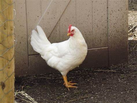 leghorn ( witte legkip )