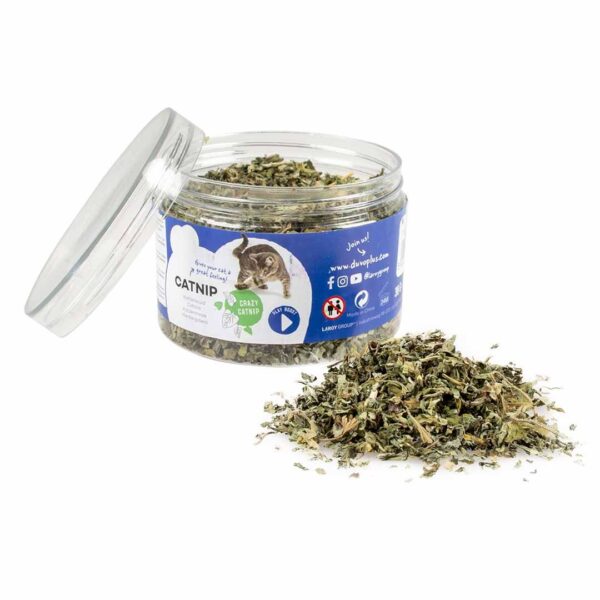 Catnip kruid